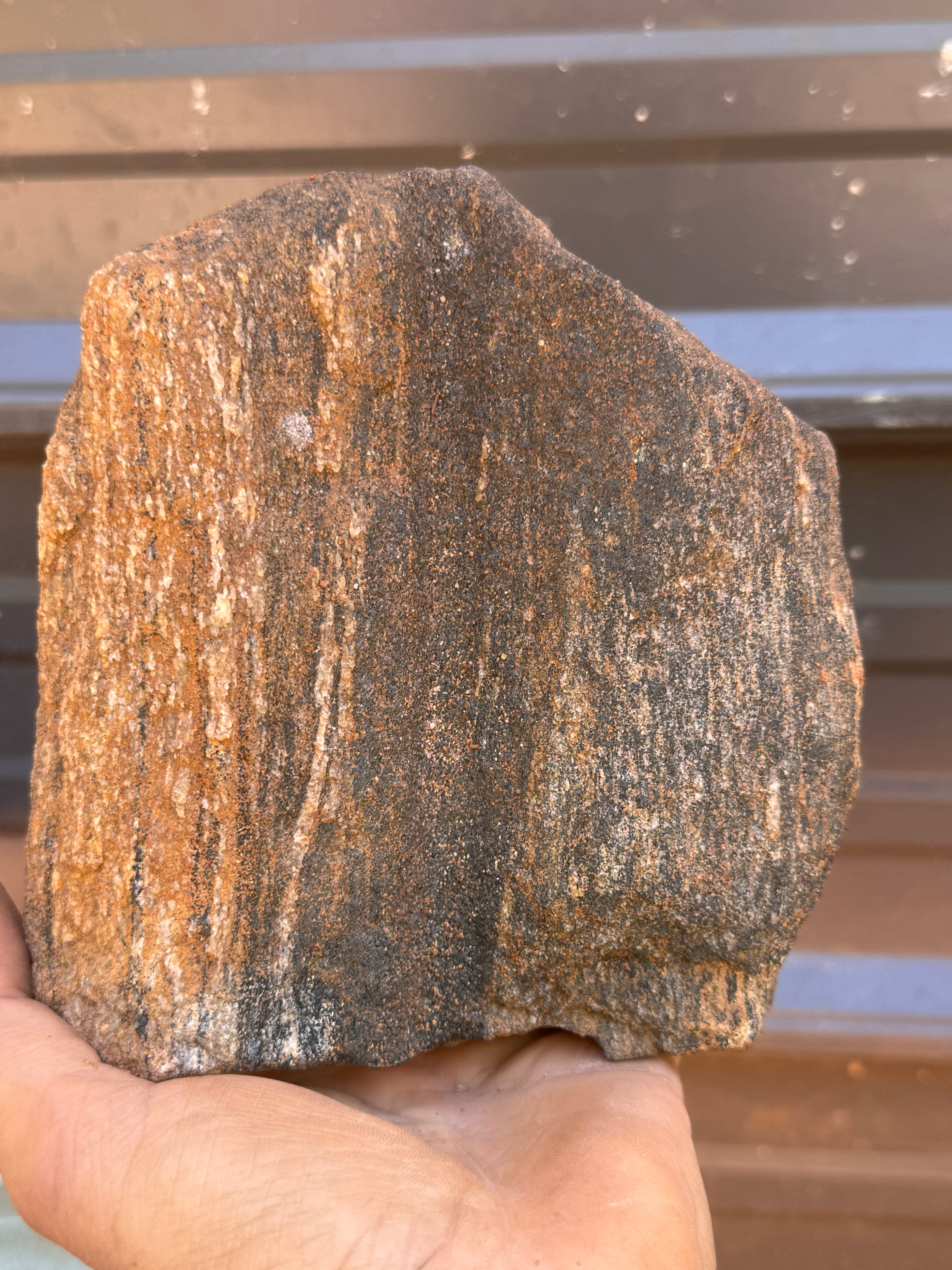 Educational Grade Petrified Wood – Perfect Geology & Fossilization Teaching Specimen