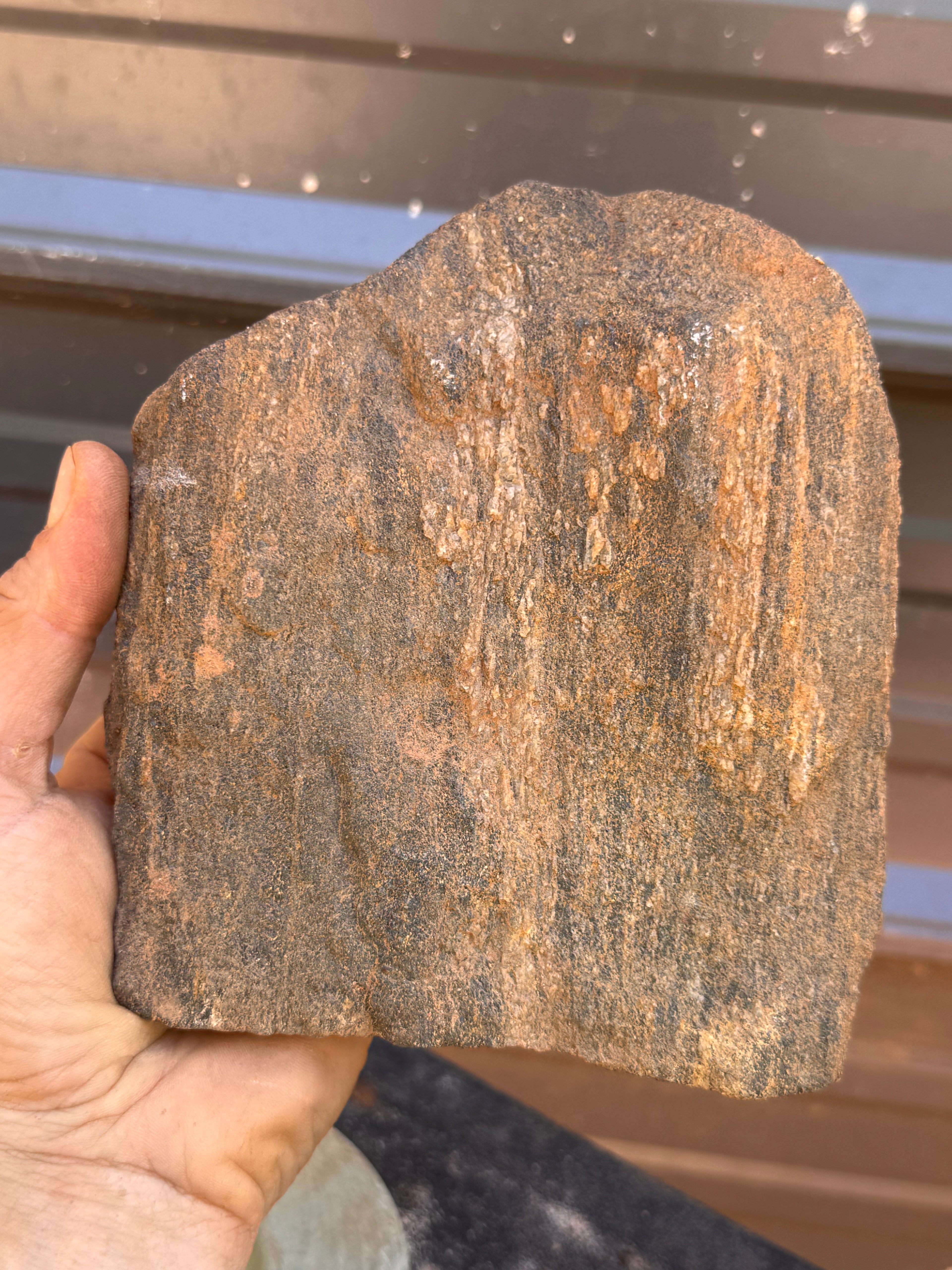 Educational Grade Petrified Wood – Perfect Geology & Fossilization Teaching Specimen