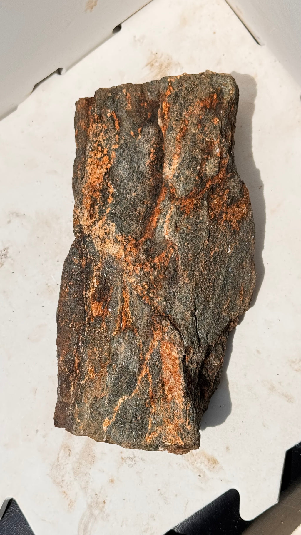 Permineralized (Petrified) Wood Specimen