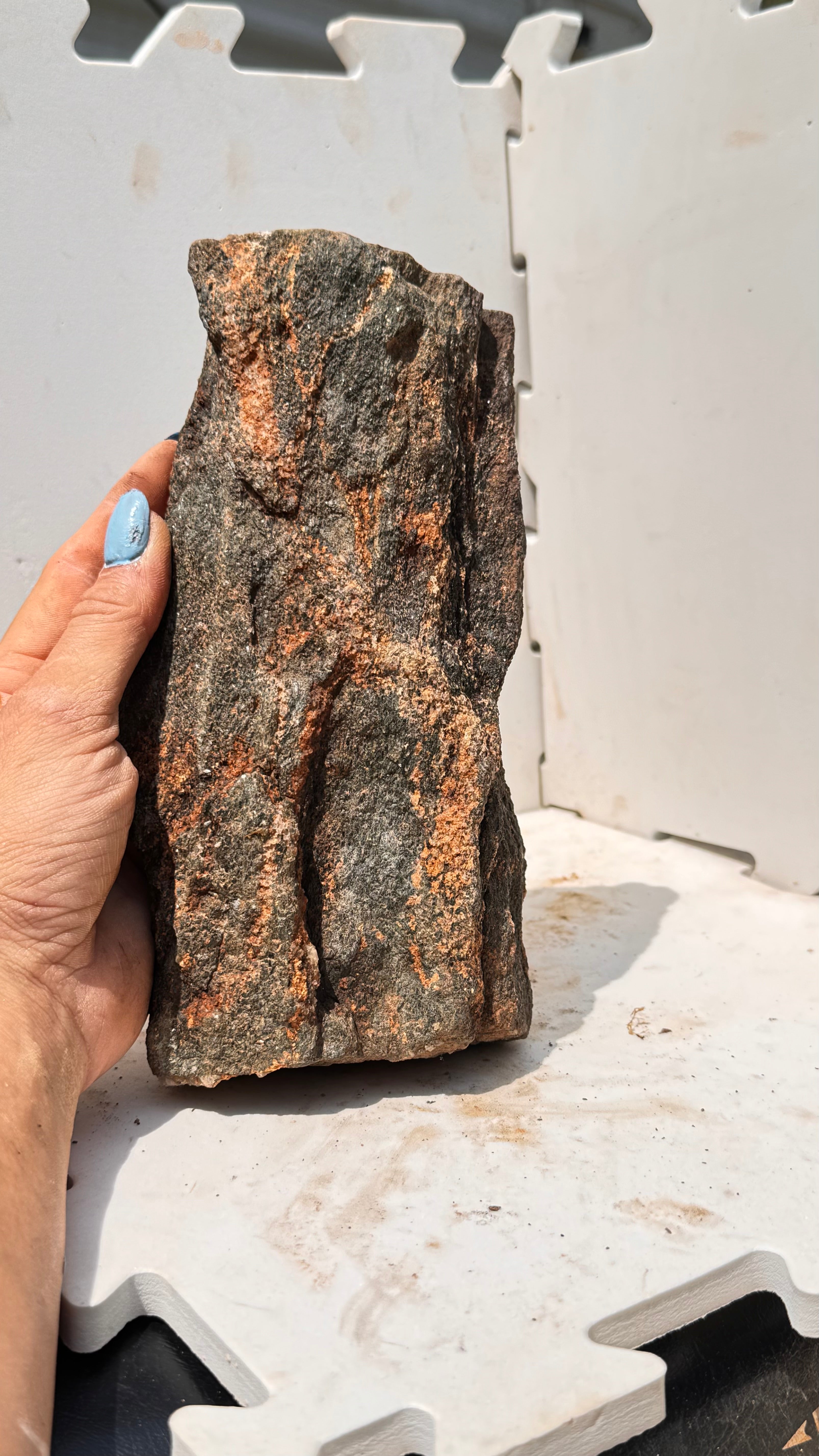 Permineralized (Petrified) Wood Specimen